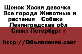 Щенок Хаски девочка - Все города Животные и растения » Собаки   . Ленинградская обл.,Санкт-Петербург г.